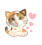 柴犬と猫⑧（個別スタンプ：12）