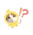 柴犬と猫⑧（個別スタンプ：13）