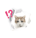柴犬と猫⑧（個別スタンプ：14）