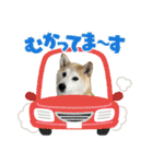 柴犬と猫⑧（個別スタンプ：16）