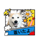 柴犬と猫⑧（個別スタンプ：17）