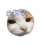 柴犬と猫⑧（個別スタンプ：18）