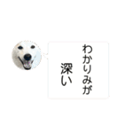 柴犬と猫⑧（個別スタンプ：19）
