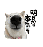 柴犬と猫⑧（個別スタンプ：20）
