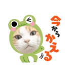 柴犬と猫⑧（個別スタンプ：22）