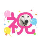 柴犬と猫⑧（個別スタンプ：24）