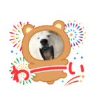 柴犬と猫⑧（個別スタンプ：26）