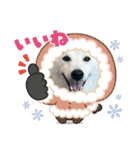 柴犬と猫⑧（個別スタンプ：27）