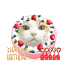 柴犬と猫⑧（個別スタンプ：28）