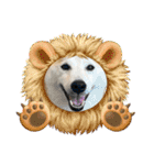 柴犬と猫⑧（個別スタンプ：30）