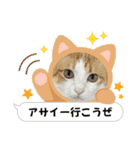 柴犬と猫⑧（個別スタンプ：33）