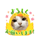 柴犬と猫⑧（個別スタンプ：34）