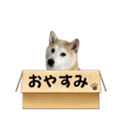 柴犬と猫⑧（個別スタンプ：35）