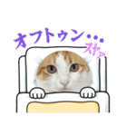 柴犬と猫⑧（個別スタンプ：36）