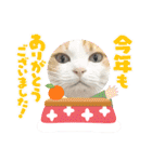 柴犬と猫⑧（個別スタンプ：38）