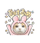 柴犬と猫⑧（個別スタンプ：39）