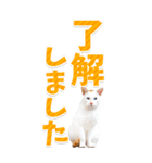 【BIG】猫写真❤カラフルな基本の会話（個別スタンプ：2）