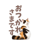 【BIG】猫写真❤カラフルな基本の会話（個別スタンプ：4）