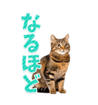 【BIG】猫写真❤カラフルな基本の会話（個別スタンプ：5）