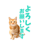 【BIG】猫写真❤カラフルな基本の会話（個別スタンプ：7）