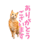 【BIG】猫写真❤カラフルな基本の会話（個別スタンプ：10）