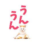 【BIG】猫写真❤カラフルな基本の会話（個別スタンプ：12）