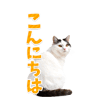 【BIG】猫写真❤カラフルな基本の会話（個別スタンプ：14）