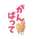 【BIG】猫写真❤カラフルな基本の会話（個別スタンプ：19）