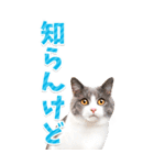 【BIG】猫写真❤カラフルな基本の会話（個別スタンプ：25）