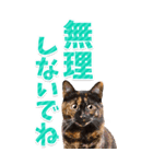 【BIG】猫写真❤カラフルな基本の会話（個別スタンプ：29）