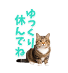 【BIG】猫写真❤カラフルな基本の会話（個別スタンプ：31）