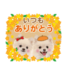 かわいい犬たち❤️よく使う秋❤︎ぽめ（個別スタンプ：16）