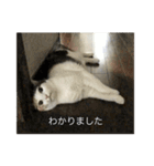 ねこのニコとニケ（つかえる）（個別スタンプ：3）