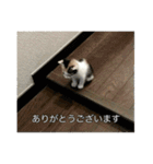 ねこのニコとニケ（つかえる）（個別スタンプ：6）