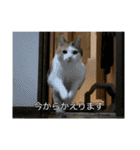 ねこのニコとニケ（つかえる）（個別スタンプ：26）