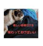 信頼のエネルギーを(スピリチュアル)10（個別スタンプ：23）