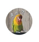 毎日使える、お楽しみいっぱい動物（個別スタンプ：1）