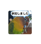 毎日使える、お楽しみいっぱい動物（個別スタンプ：17）