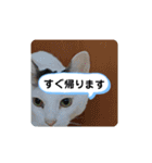 毎日使える、お楽しみいっぱい動物（個別スタンプ：21）