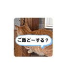 毎日使える、お楽しみいっぱい動物（個別スタンプ：26）