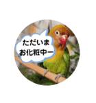 毎日使える、お楽しみいっぱい動物（個別スタンプ：36）