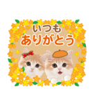 かわいい猫たち❤️よく使う秋❤︎ニャンコ（個別スタンプ：16）