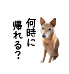 愛しい犬 タイガ（個別スタンプ：1）