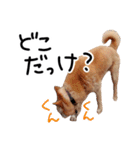 愛しい犬 タイガ（個別スタンプ：2）