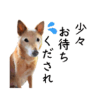 愛しい犬 タイガ（個別スタンプ：3）