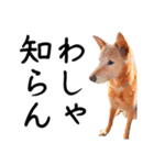 愛しい犬 タイガ（個別スタンプ：6）