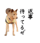 愛しい犬 タイガ（個別スタンプ：8）