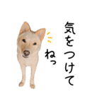 愛しい犬 タイガ（個別スタンプ：9）