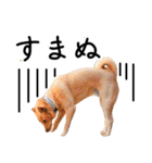 愛しい犬 タイガ（個別スタンプ：11）