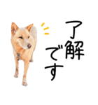 愛しい犬 タイガ（個別スタンプ：12）